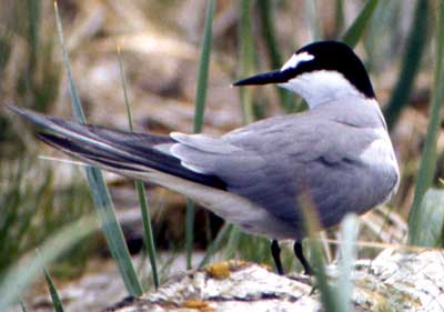 Image of Aleutian Tern, photo by R. Gill