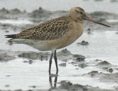 Image of Bar-tailed Godwit, photo by R. Gill