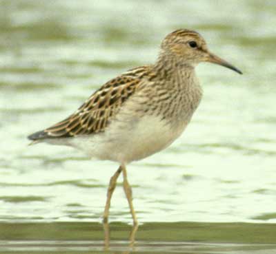 Image of Pectoral Sandpiper, photo by C. Ely
