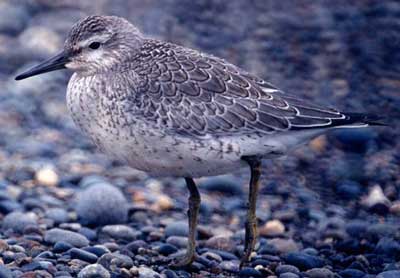 Image of Red Knot, photo by R. Gill
