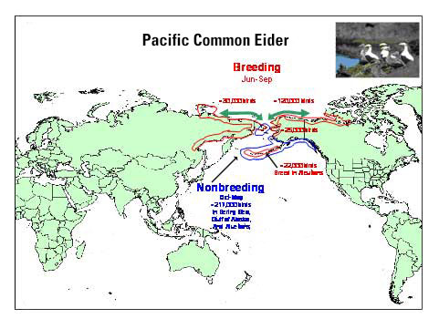 Distribution map of Pacific Common Eider