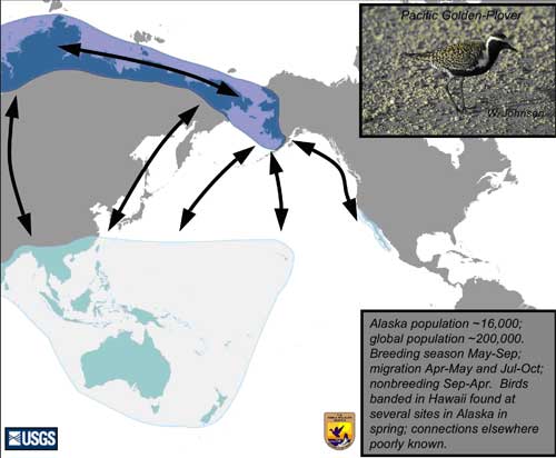 Distribution map of Pacific Golden-Plover