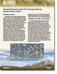 Shorebird Research at the U.S. Geological Survey Alaska Science Center