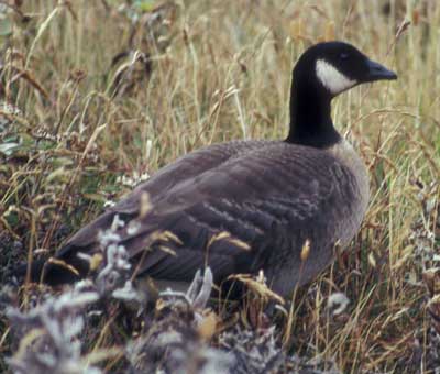 Image of Aleutian Cackling Geese, photo by D. Dewhurst