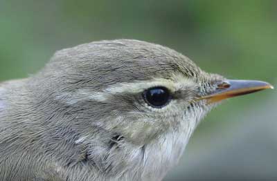 Image of Arctic Warbler, photo by A. BO