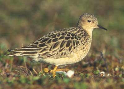 Image of Buff-breasted Sandpiper, photo by C. Ely