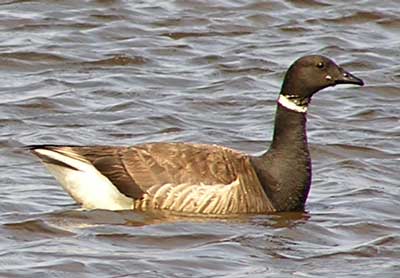 Image of Black Brant, photo by J. Wasley