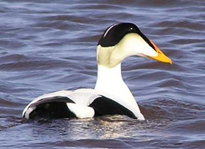 Image of Pacific Common Eider, photo by J. Wasley