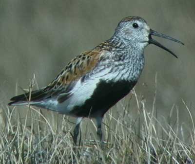 Image of Dunlin, photo by R. Gill