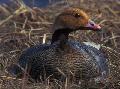 Image of Emperor Goose, photo by C. Ely