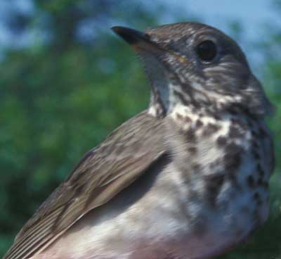 Image of Gray-cheeked Thrush, photo by C. Handel