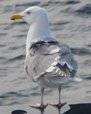 Image of Glaucous-winged Gull, photo by M. Romano