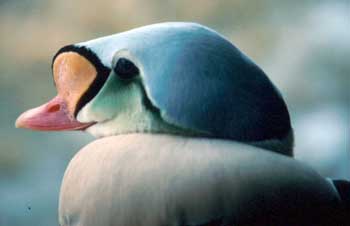 Image of King Eider, photo by D. Dewhurst