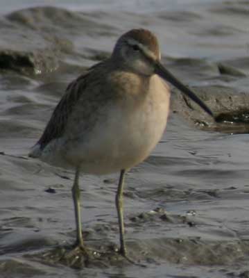 Image of Long-billed Dowitcher, photo by R. Gill
