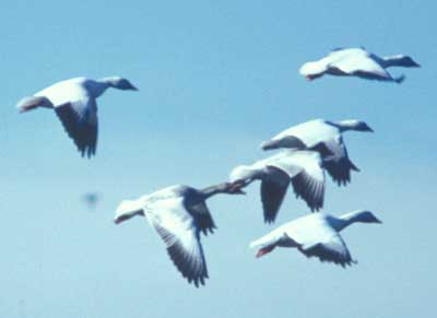 Image of Lesser Snow Goose, photo by C. Ely