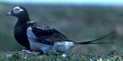 Image of Long-tailed Duck, photo by C. Ely