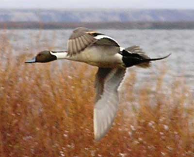 Image of Northern Pintail, photo by J. Wasley