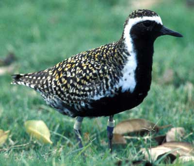 Image of Pacific Golden-Plover, photo by O. Johnson