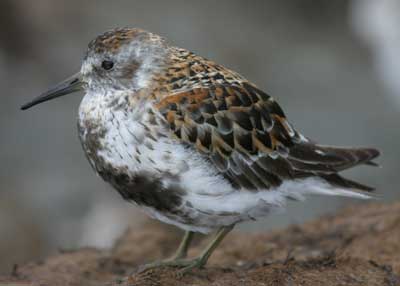 Image of Rock Sandpiper, photo by R. Gill