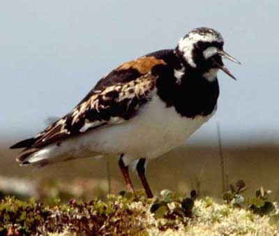 Image of Ruddy Turnstone, photo by C. Ely