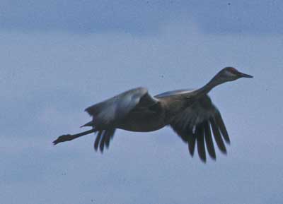 Image of Lesser Sandhill Crane, photo by C. Ely