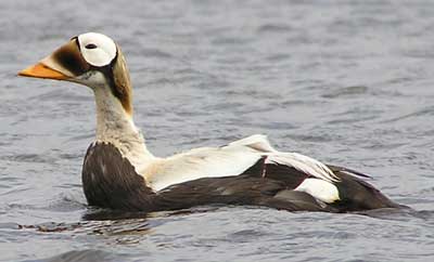 Image of Spectacled Eider, photo by J. Wasley