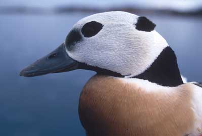 Image of Steller's Eider, photo by J. Pearce