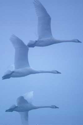 Image of Tundra Swan, photo by C. Ely