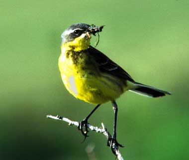 Image of Eastern Yellow Wagtail, photo by B. McCaffery