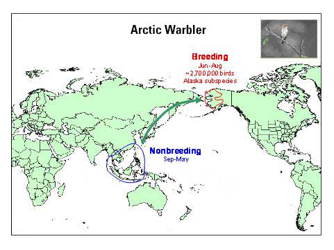 Distribution map of Arctic Warbler