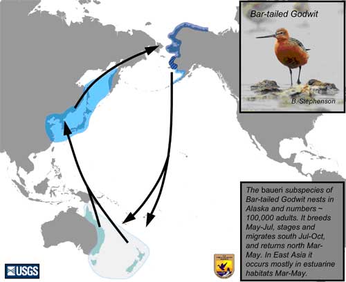 Distribution map of Bar-tailed Godwit