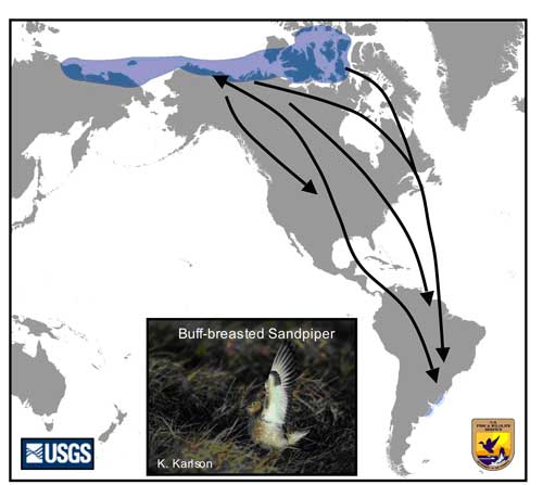 Distribution map of Buff-breasted Sandpiper