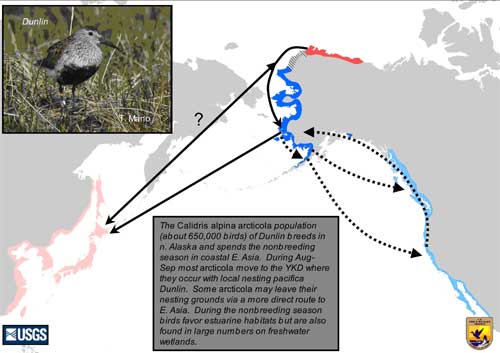 Distribution map of Dunlin