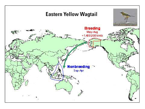 Distribution map of Eastern Yellow Wagtail