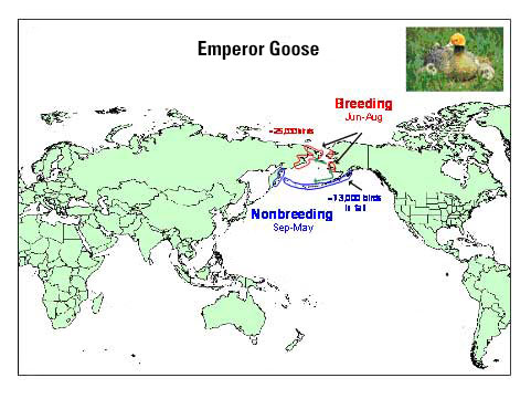 Distribution map of Emperor Goose