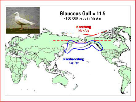 Distribution map of Glaucous Gull