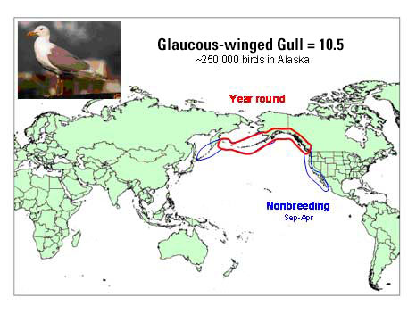 Distribution map of Glaucous-winged Gull