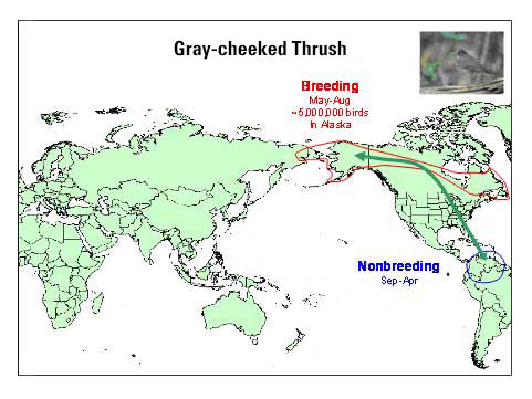 Distribution map of Gray-cheeked Thrush