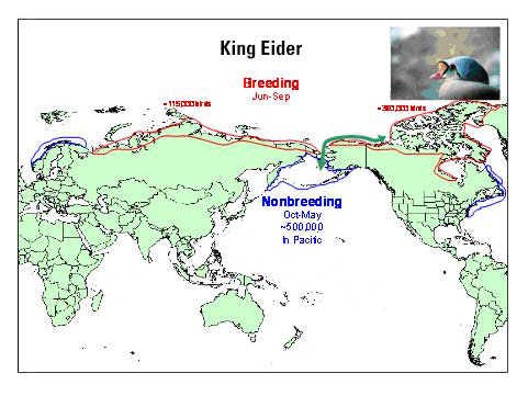 Distribution map of King Eider