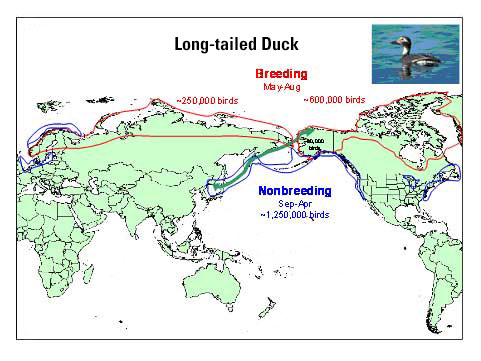 Distribution map of Long-tailed Duck