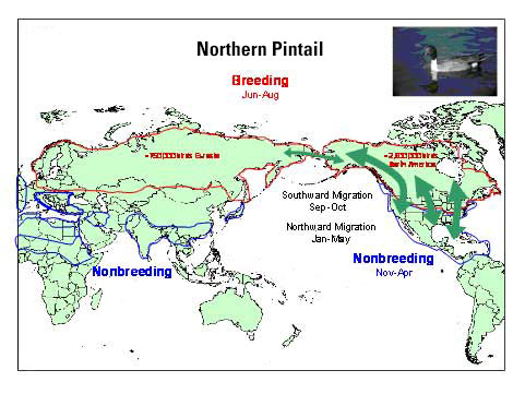 Distribution map of Northern Pintail