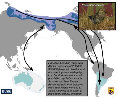 Distribution map of Pectoral Sandpiper