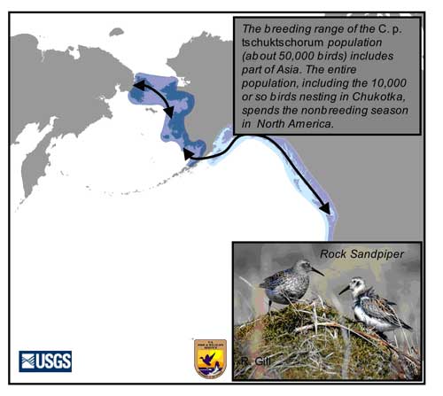 Distribution map of Rock Sandpiper