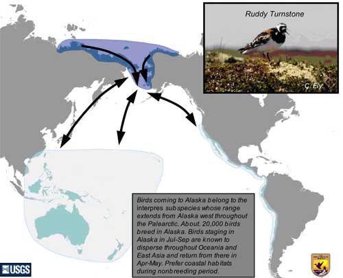 Distribution map of Ruddy Turnstone