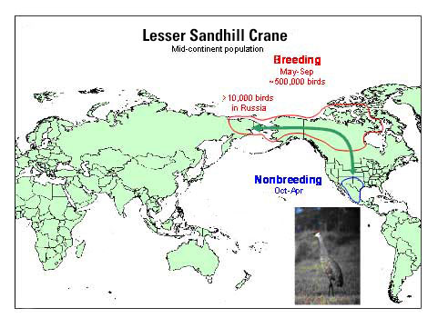 Distribution map of Lesser Sandhill Crane