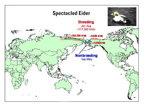 Distribution map of Spectacled Eider