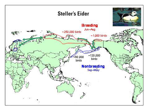 Distribution map of Steller's Eider