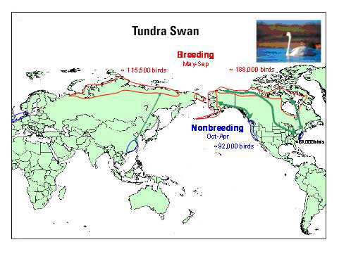 Distribution map of Tundra Swan