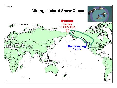 Distribution map of Lesser Snow Goose