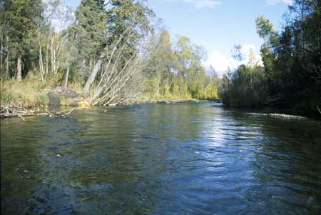 Transect 1, looking upstream from mid-channel.
